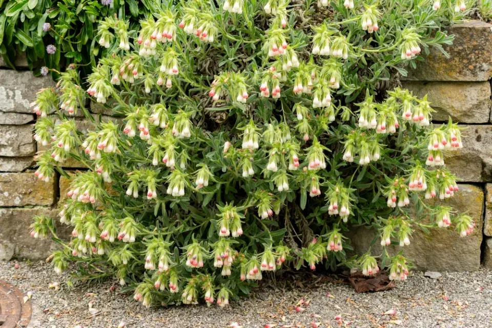 Ruměnice (Onosma alborosea) 