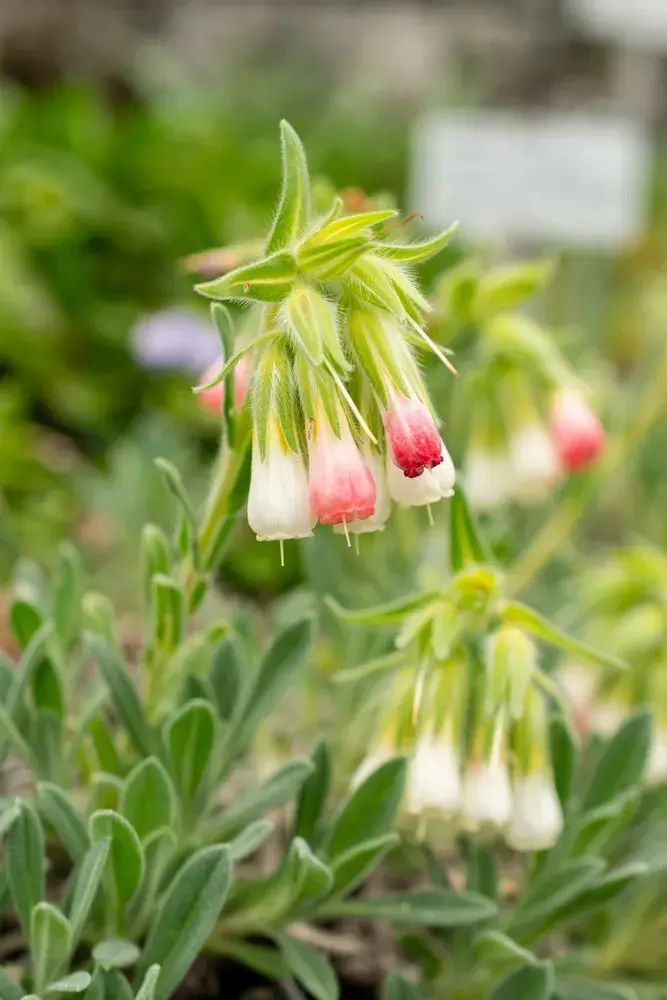 Ruměnice (Onosma alborosea) 