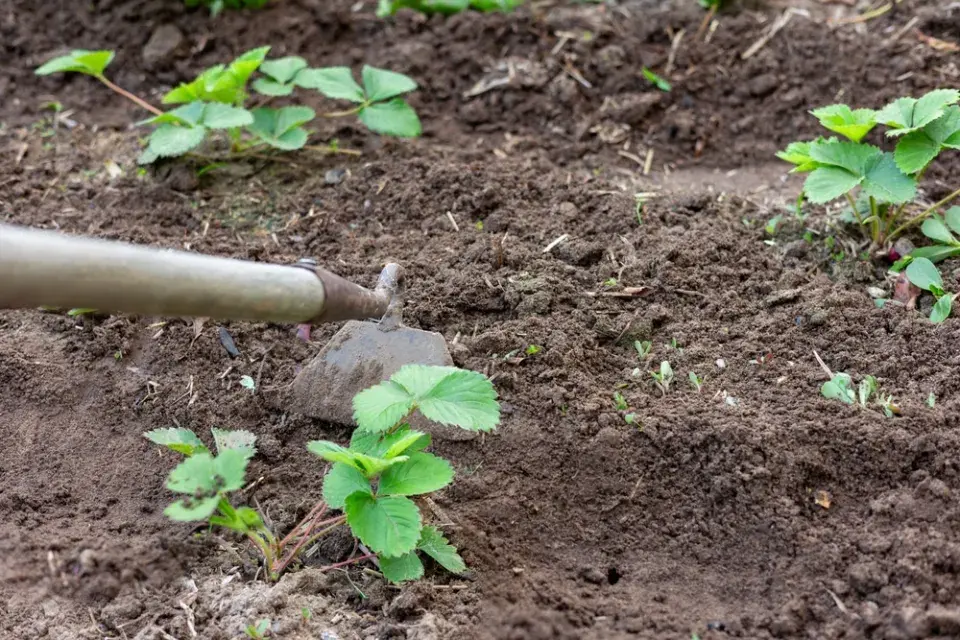 Pěstování jahod, které pomůže plodům a rostliny zbytečně neoslabuje
