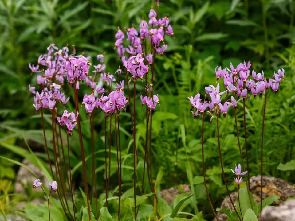 boží květ (Dodecatheon)