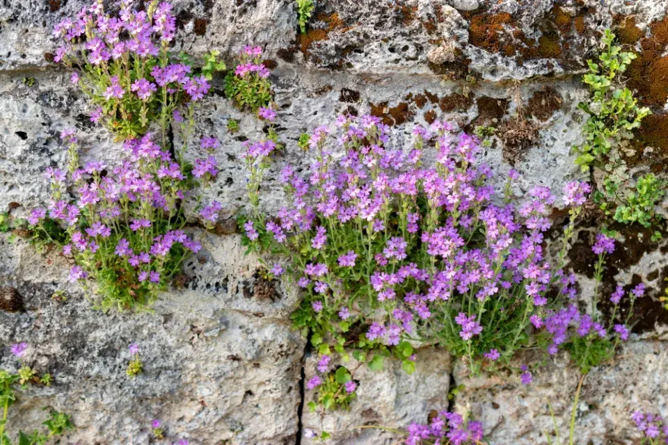 Nemléč alpský (Erinus alpinus) 