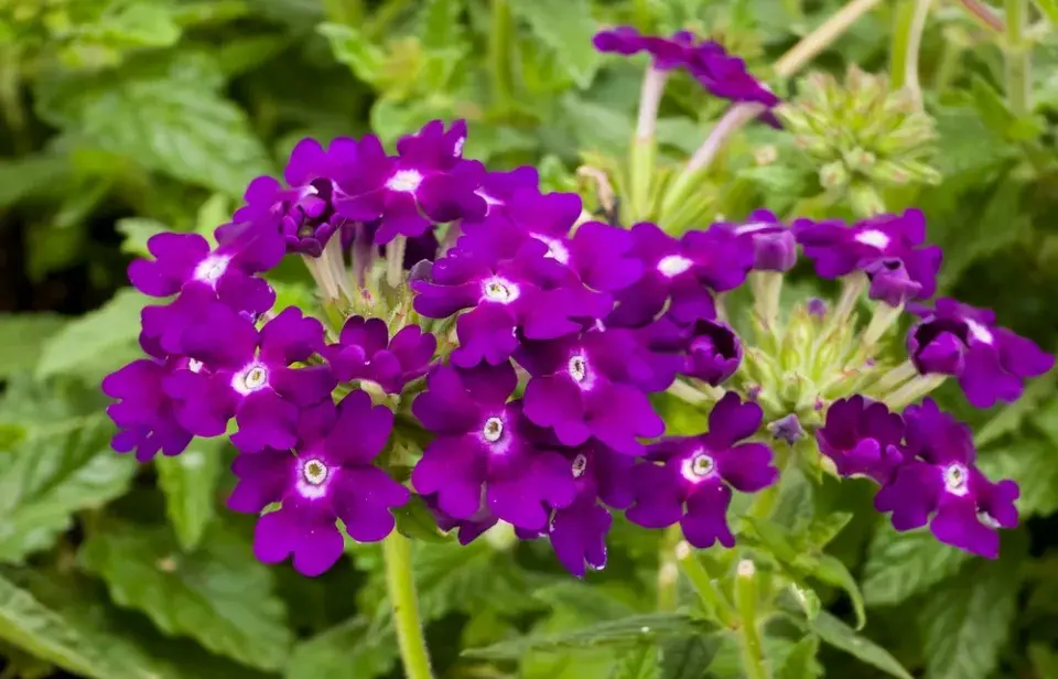 verbena