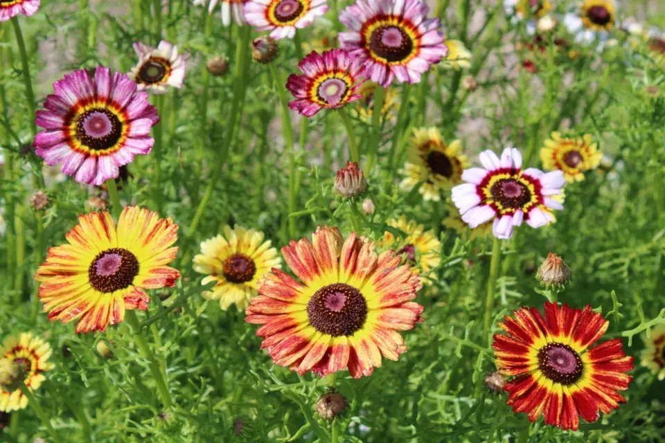 Kopretina kýlnatá (Chrysanthemum carinatum)