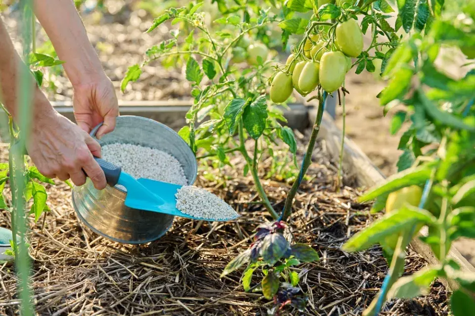 8 chyb při pěstování rajčat v nádobách, které ničí úrodu