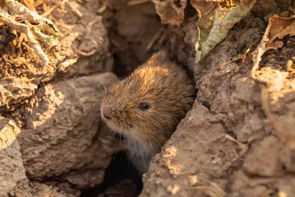 Hraboš polní (Microtus arvalis) 
