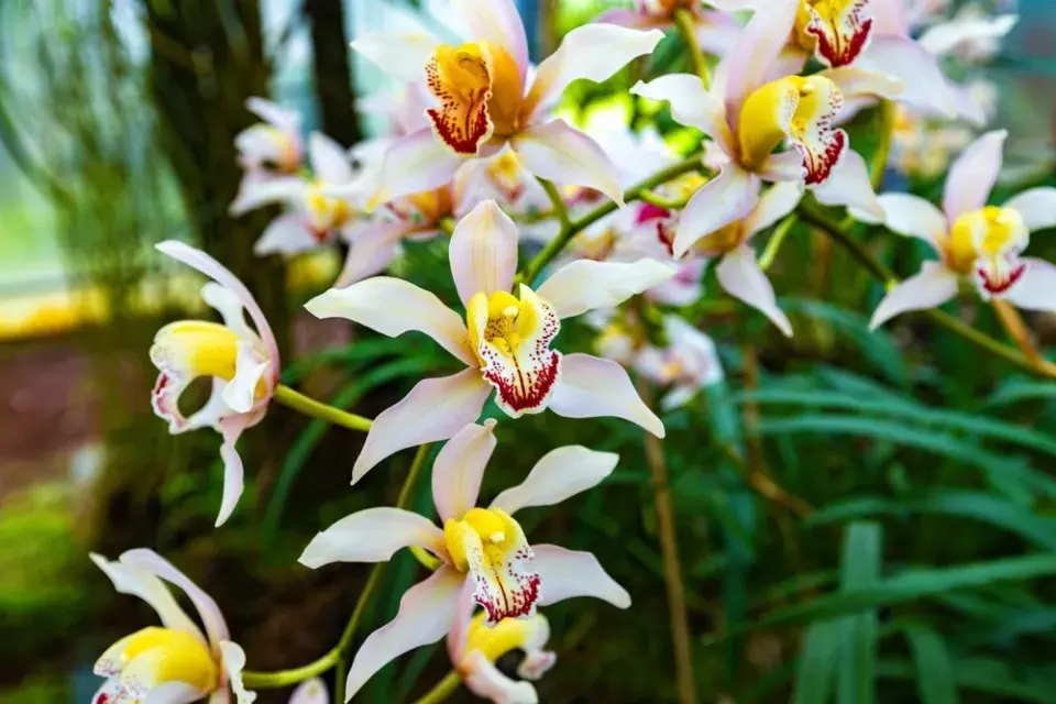 Neobvyklé orchideje, které vás překvapí vzhledem i vůní