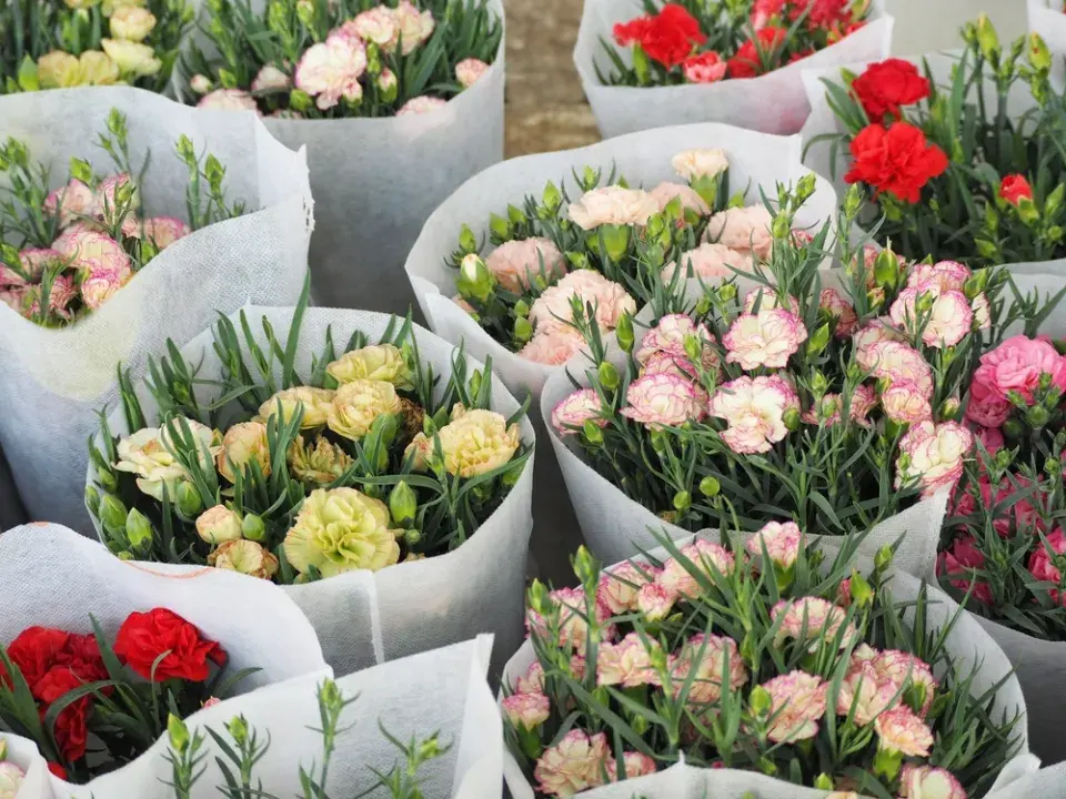 Karafiát (Dianthus)