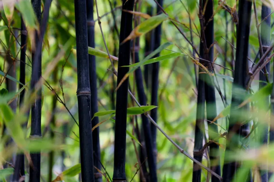 Phyllostachys