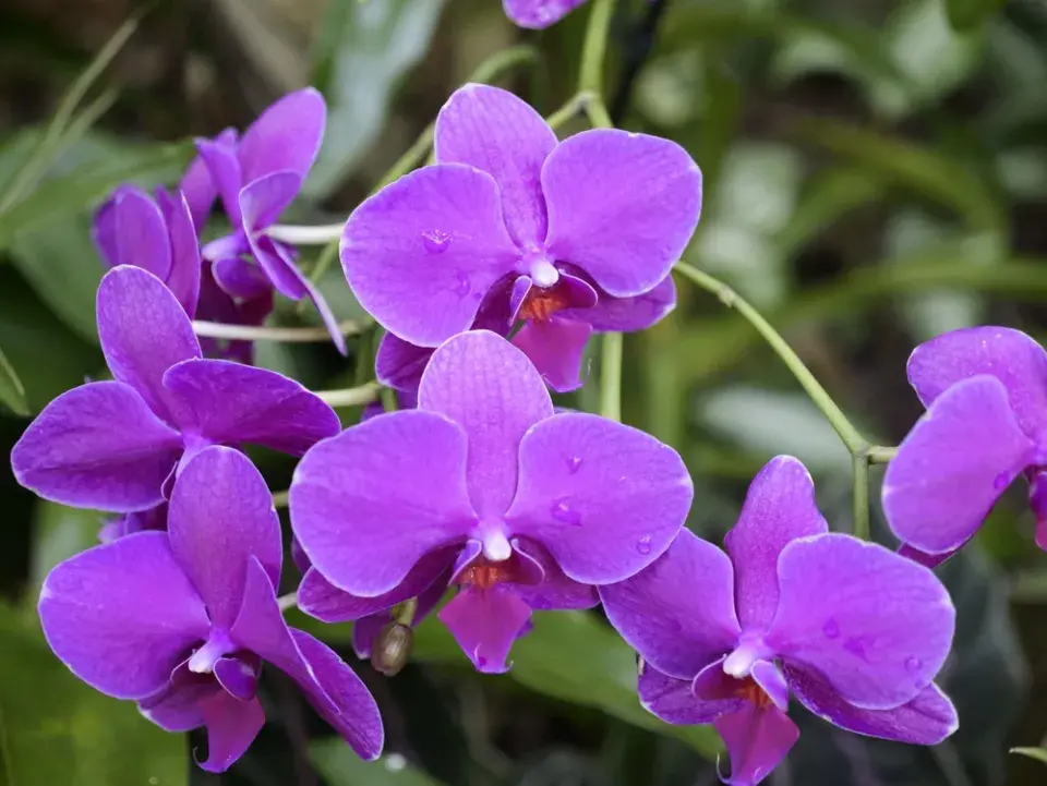 Neobvyklé orchideje, které vás překvapí vzhledem i vůní