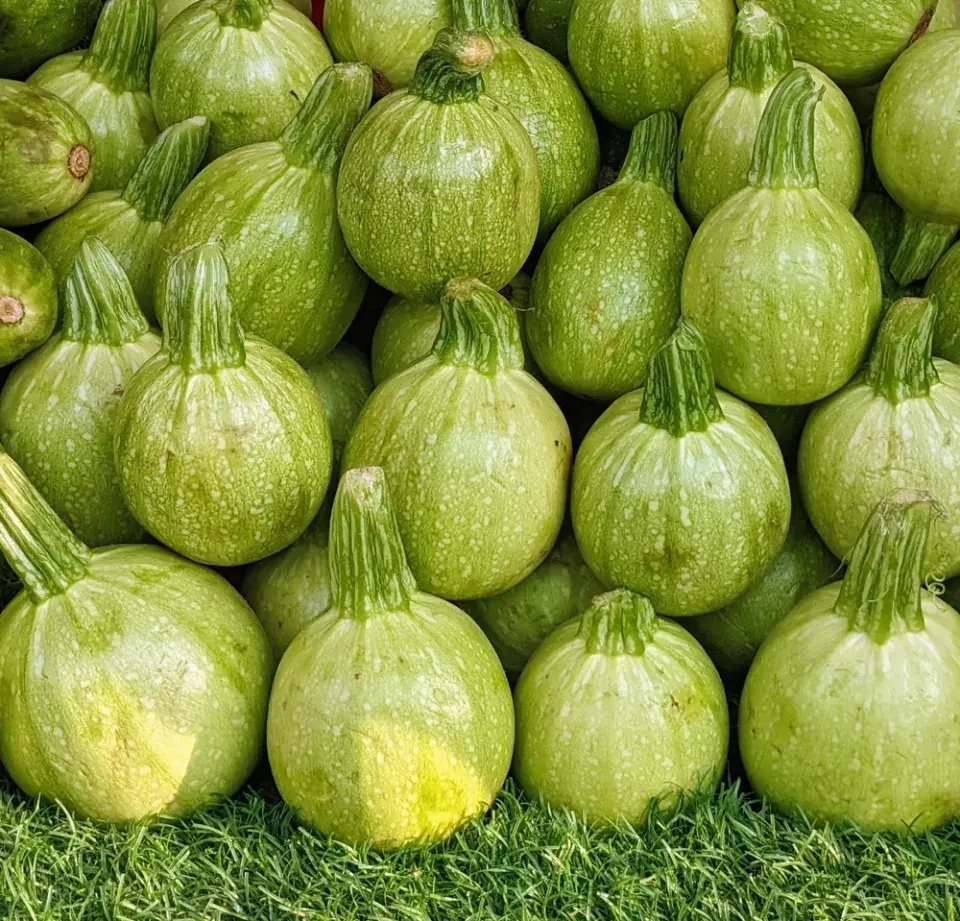  Nejzajímavější odrůdy cuket pro vaši zahradu