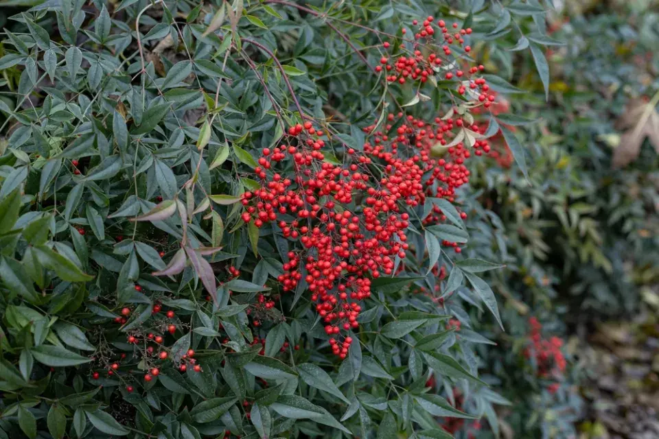 Nandina domácí