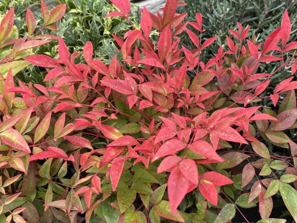 Nandina domácí