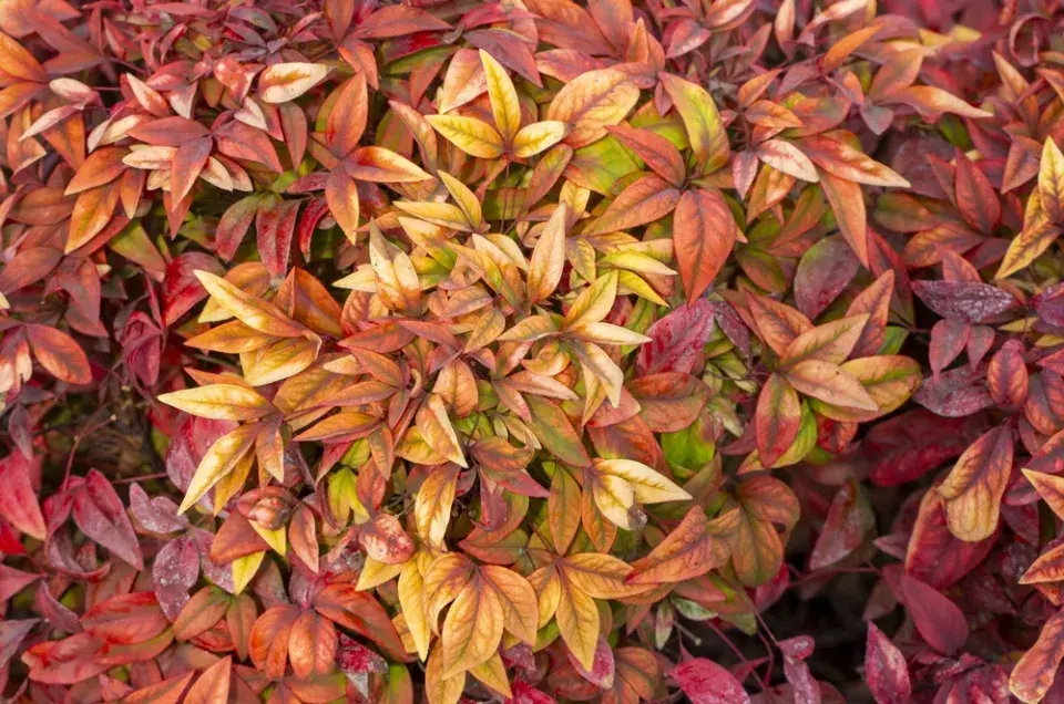 Nandina domácí