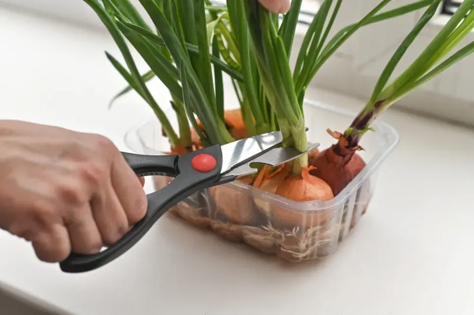 Jak správně prořezat bylinky krok za krokem