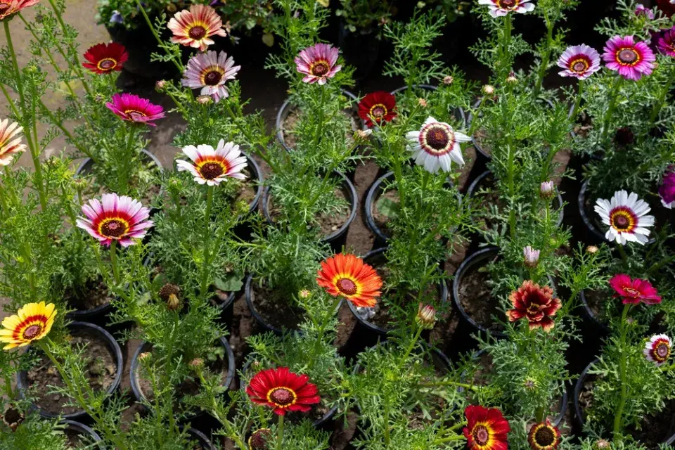Kopretina kýlnatá (Chrysanthemum carinatum)