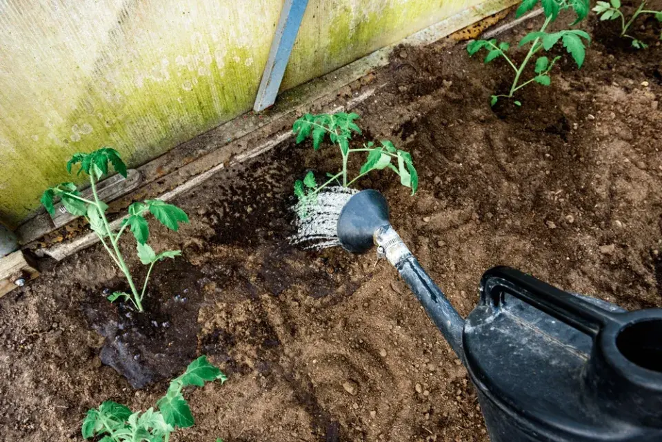 8 chyb při pěstování rajčat v nádobách, které ničí úrodu