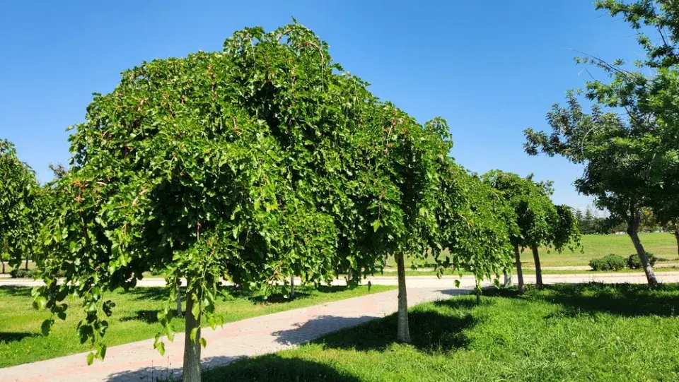Moruše