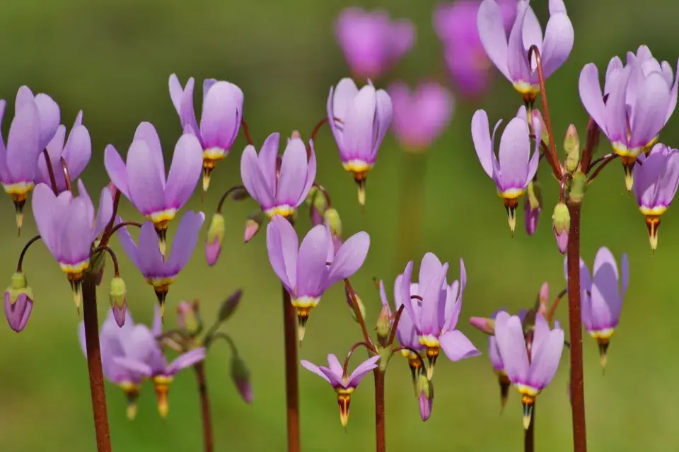 boží květ (Dodecatheon)