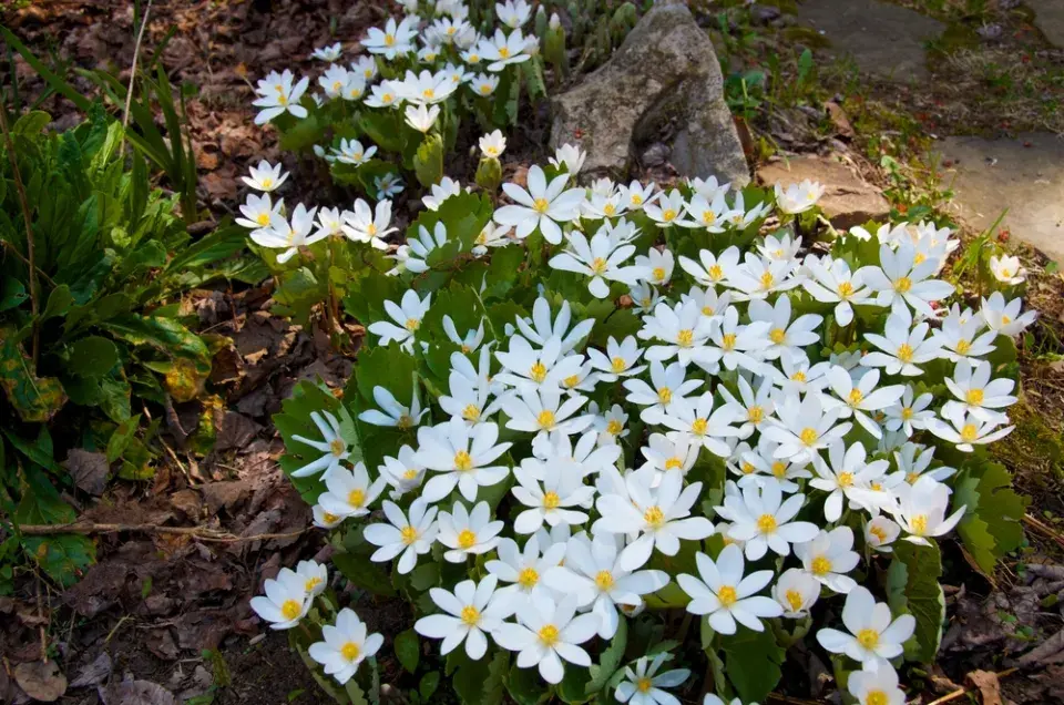Krevnice, krvavěnka kanadská (Sanguinaria canadensis) 