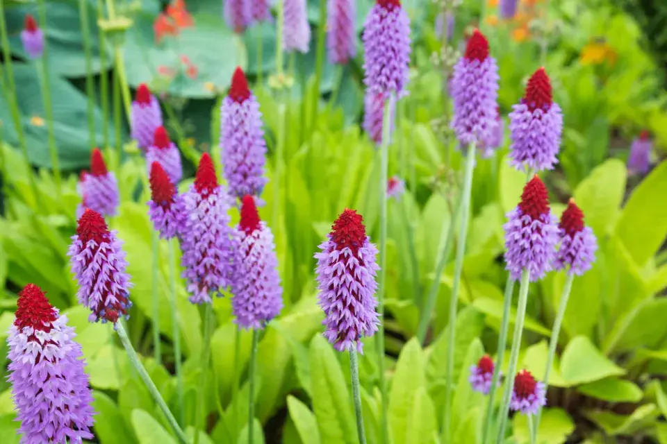 Prvosenka vstavačokvětá (Primula vialii)