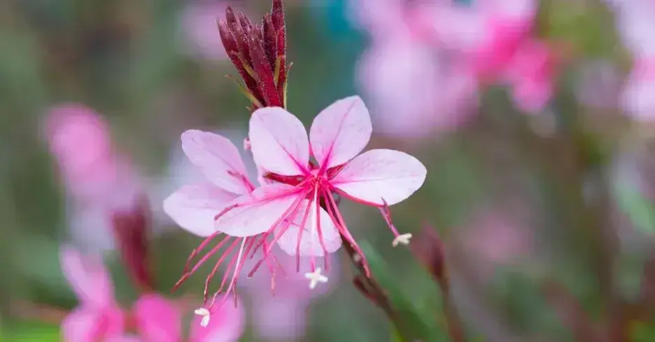 Okrasná rostlina