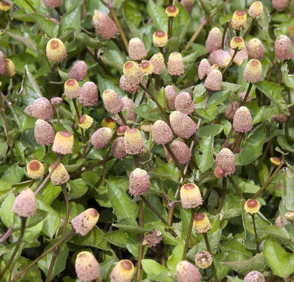 Plamatka zelná (Spilanthes oleracea nebo Acmella oleracea) 