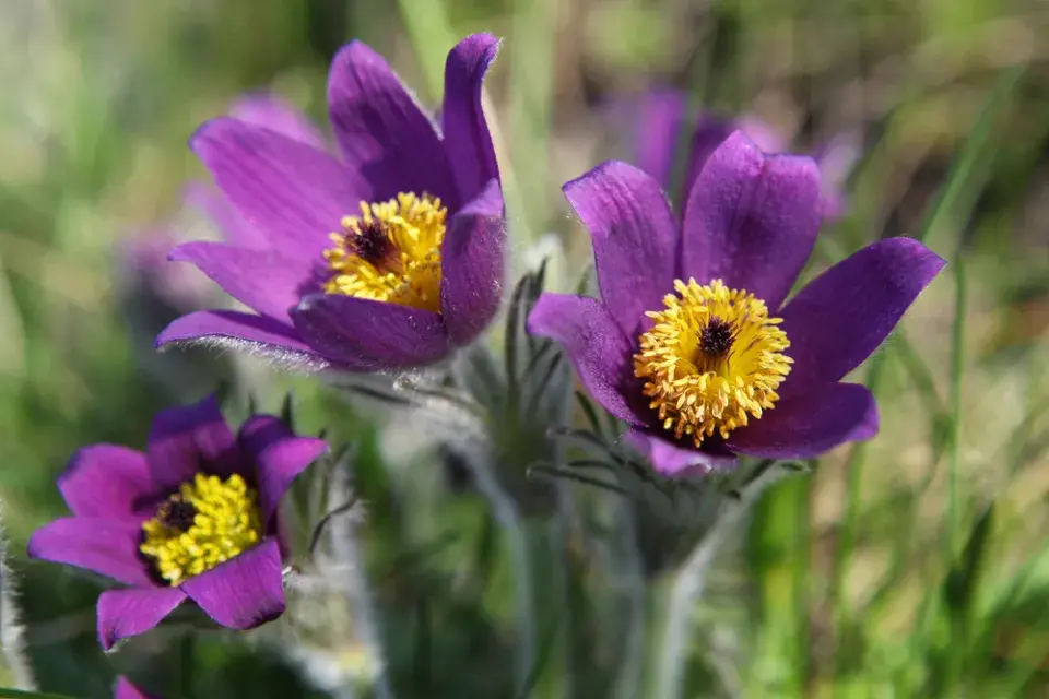 Koniklec jarní (Pulsatilla vernalis)