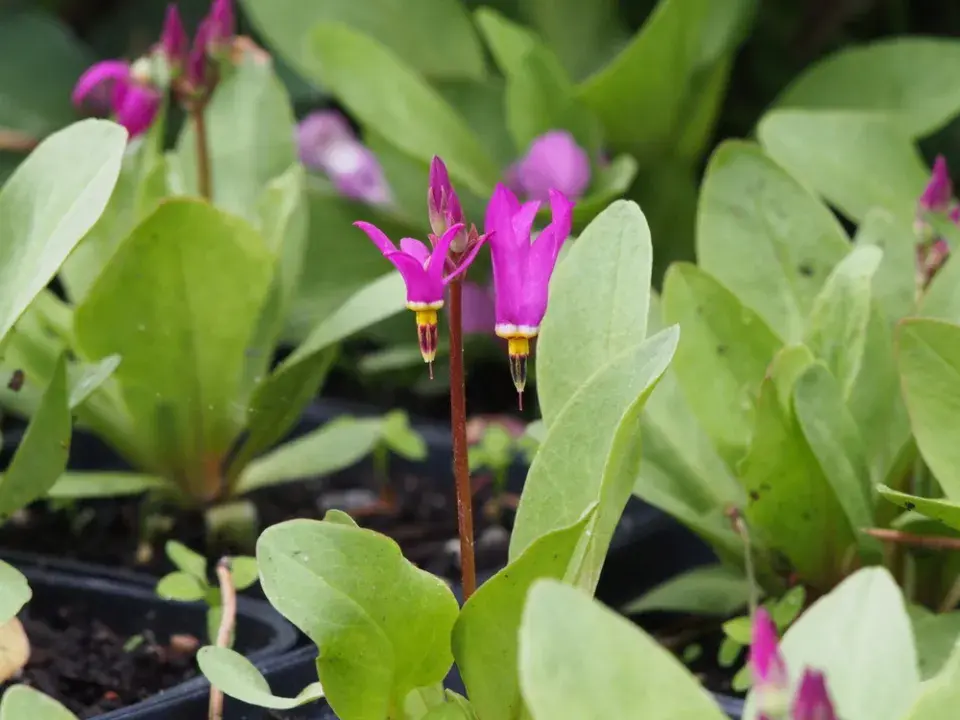 boží květ (Dodecatheon)