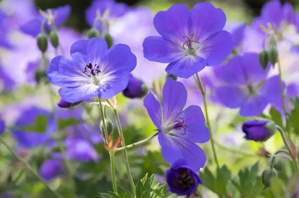 Kakost 'Rozanne' (Geranium 'Rozanne') 