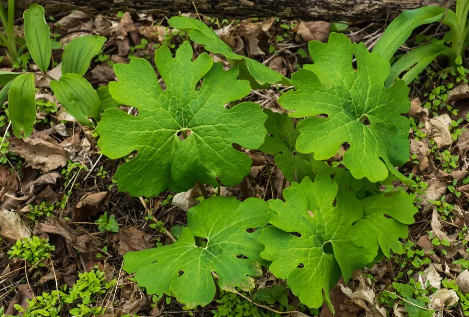 Krevnice, krvavěnka kanadská (Sanguinaria canadensis) 