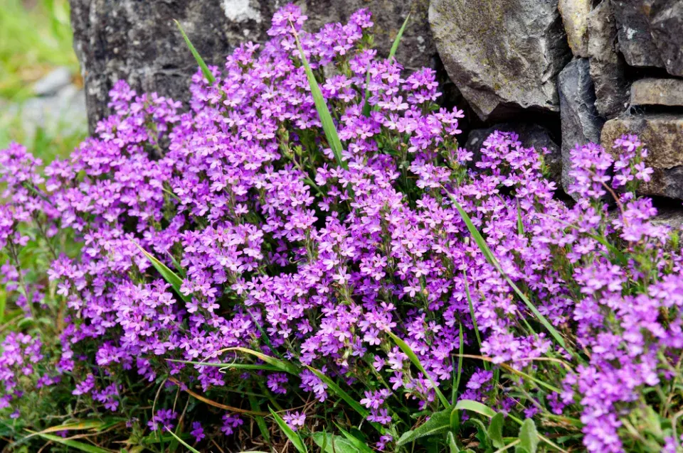 Nemléč alpský (Erinus alpinus) 
