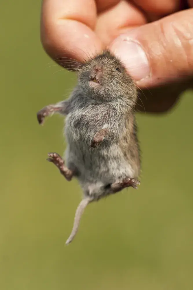 Hraboš polní (Microtus arvalis) 