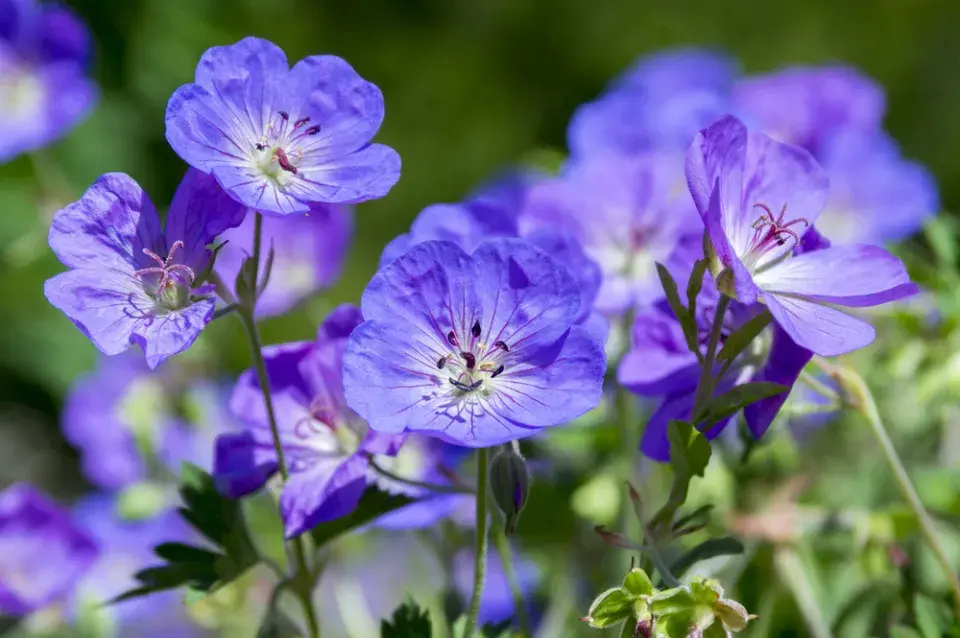 Kakost 'Rozanne' (Geranium 'Rozanne') 