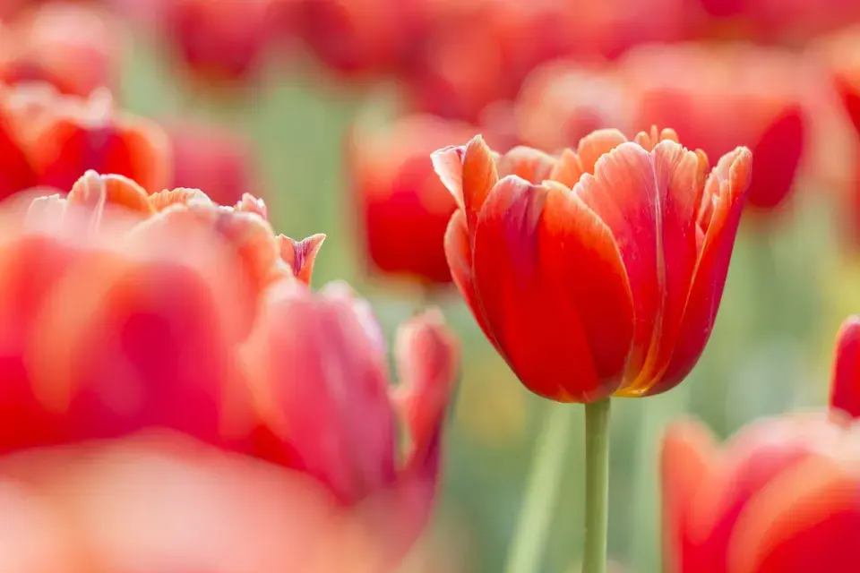 Tulipány po odkvětu