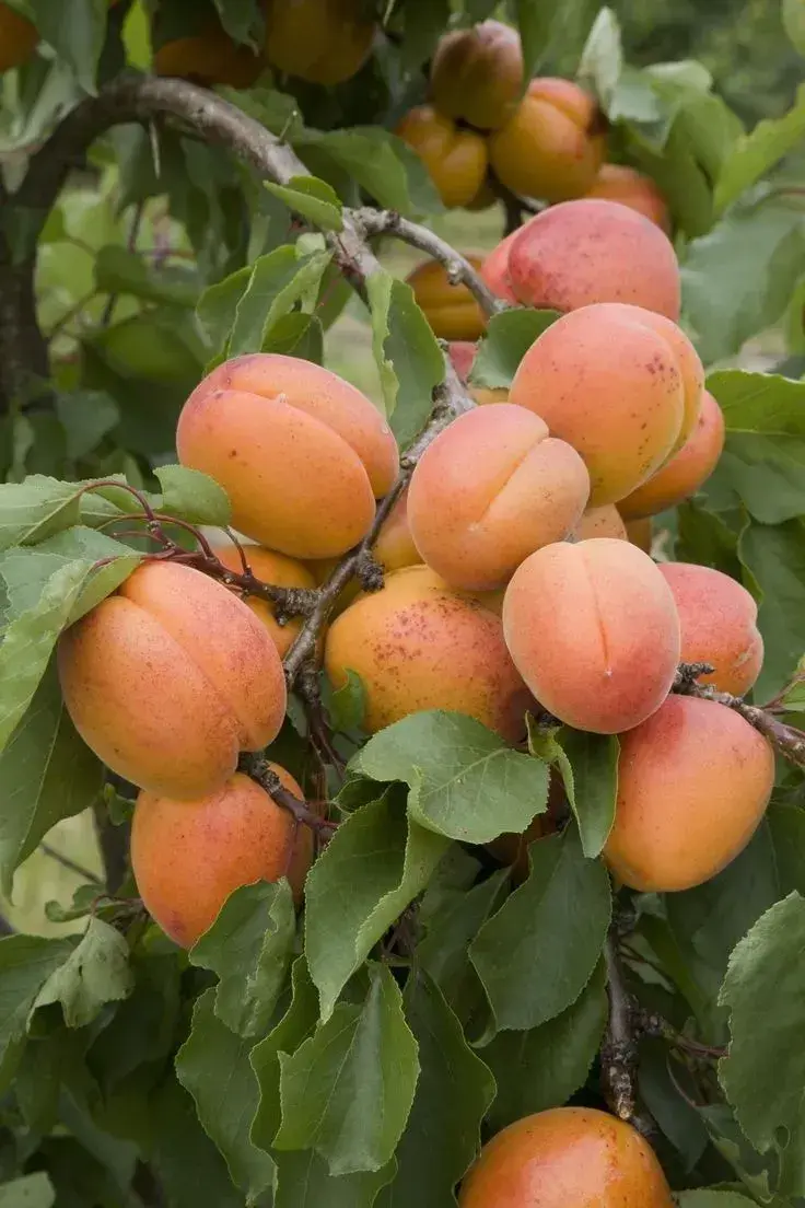 Houbová choroba