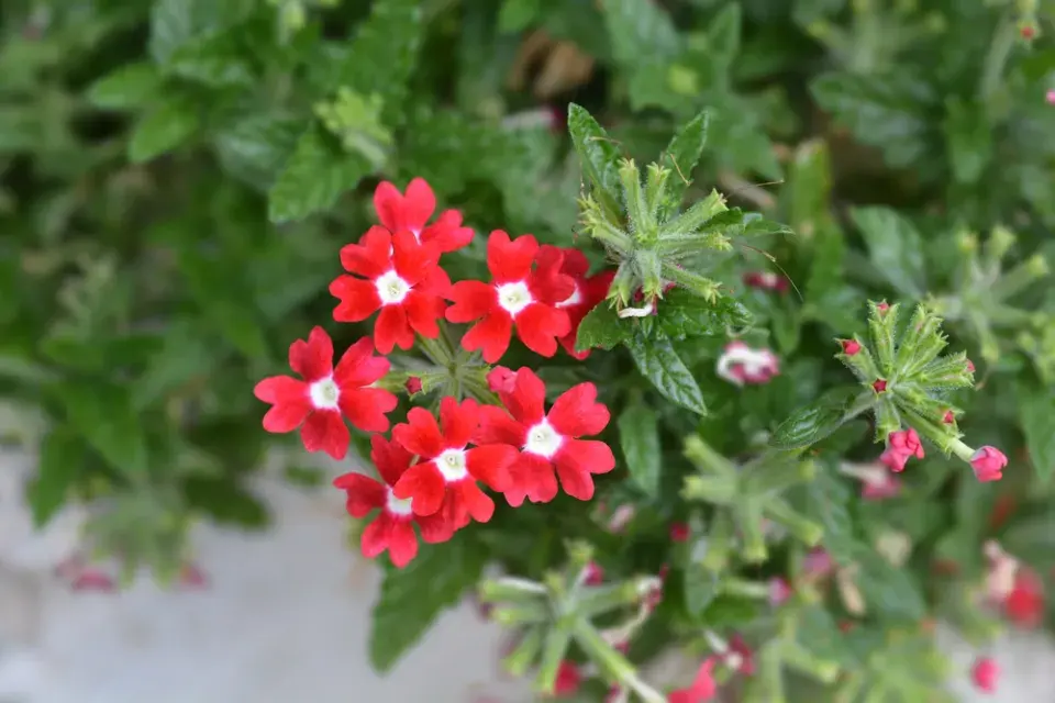 verbena
