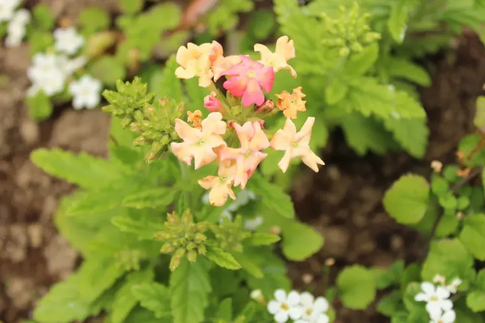 verbena