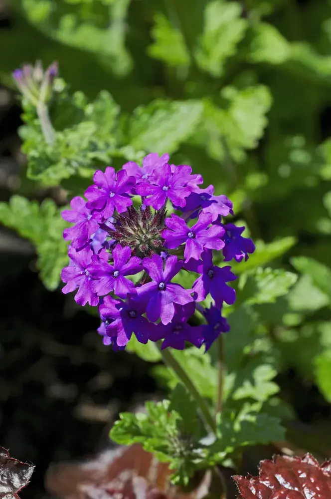 verbena