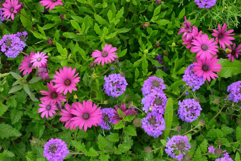 verbena