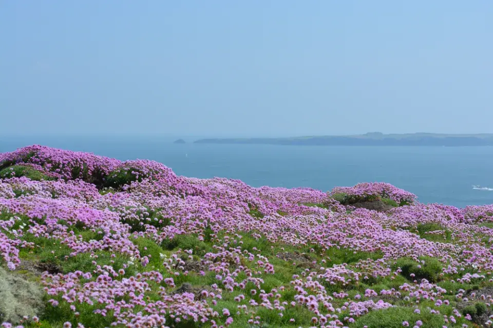 Trávnička (Armeria)