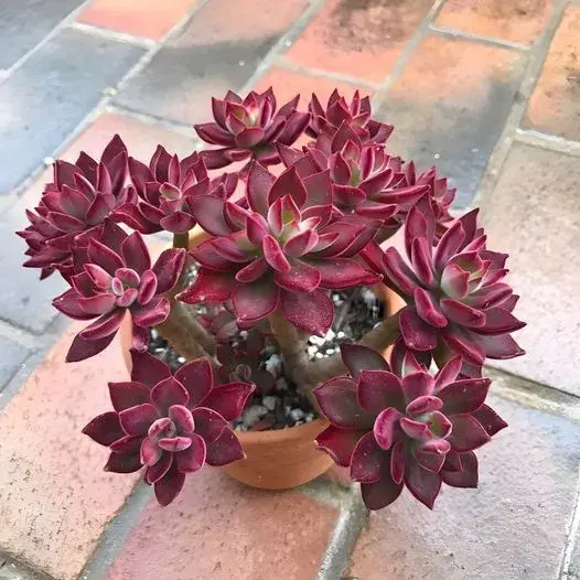 Echeveria 