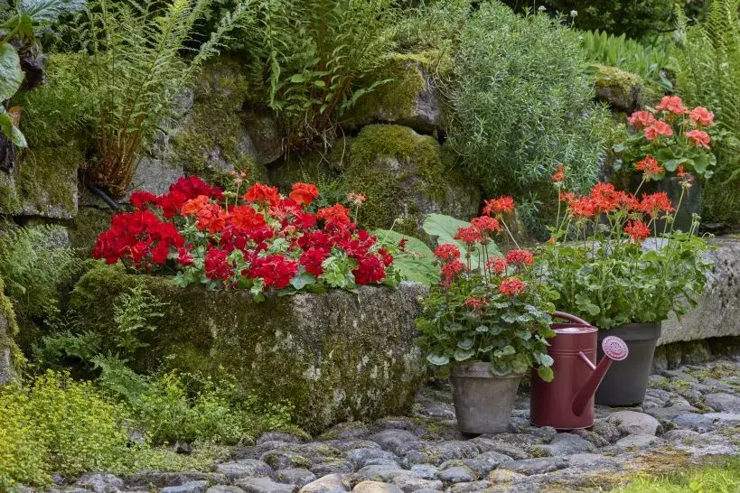 Nejkrásnější pelargonie do truhlíků i záhonů, které kvetou celé léto a slimáky příliš nelákají