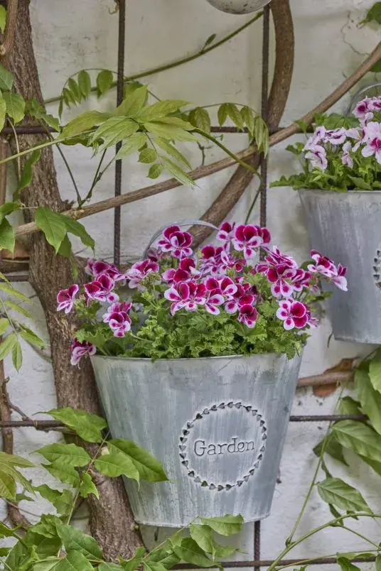 Nejkrásnější pelargonie do truhlíků i záhonů, které kvetou celé léto a slimáky příliš nelákají