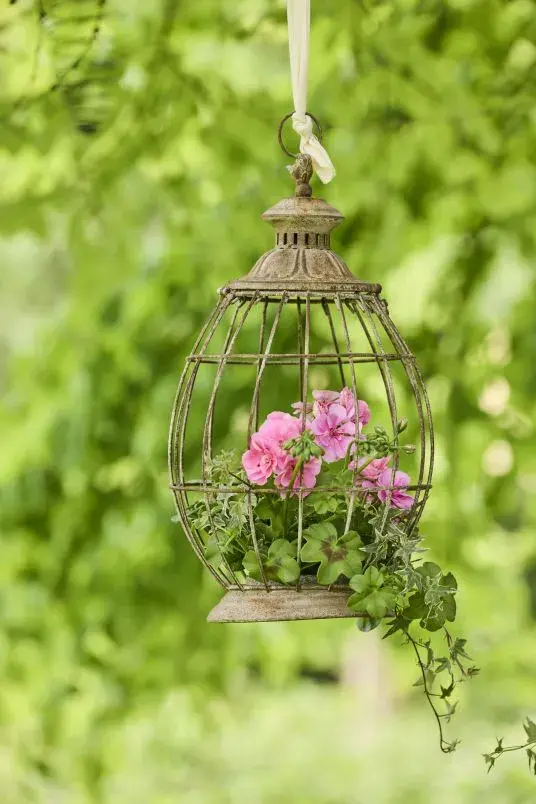 Nejkrásnější pelargonie do truhlíků i záhonů, které kvetou celé léto a slimáky příliš nelákají