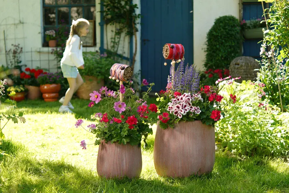 Nejkrásnější pelargonie do truhlíků i záhonů, které kvetou celé léto a slimáky příliš nelákají