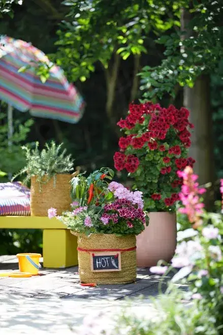 Nejkrásnější pelargonie do truhlíků i záhonů, které kvetou celé léto a slimáky příliš nelákají