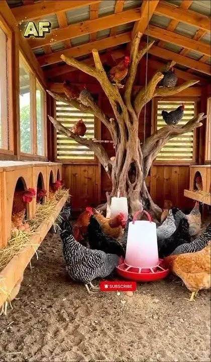 Slepice nejsou stroje na vejce. Když jim dopřejete pohodlí, odmění se vám