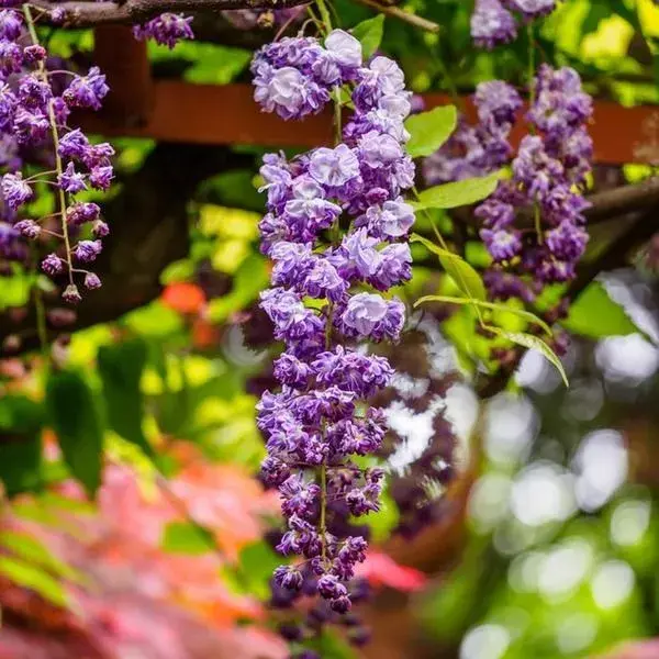 Wisteria floribunda 'Kokuryu'