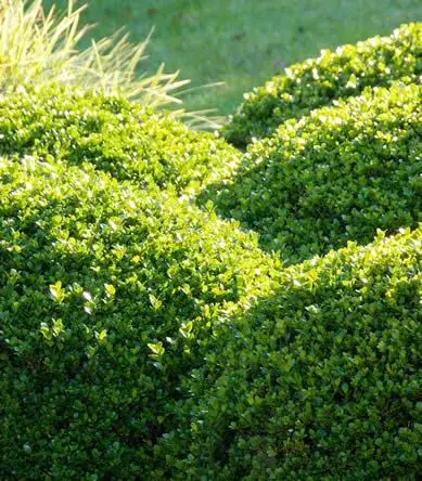 Buxus