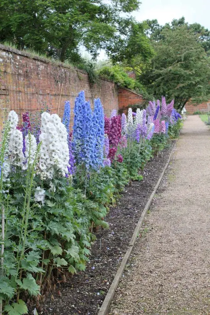 Delphinium